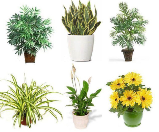 air purifying house-plants